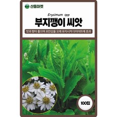 아람종묘 부지깽이 씨앗 100립 섬쑥부쟁이 부지깽이씨 약초 종자, 1개