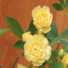목향장미(노랑가시없는찔래)미수형은 렌덤으로 발송됩니다, 1개