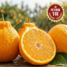 [산지직송] 고당도 제주 한라봉 가정용 실속 소과, 1박스, 3kg (16과 내외)