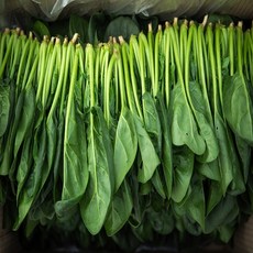 야채삼촌 싱싱한 시금치 4kg 박스, 1개