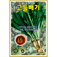 KS종묘 고들빼기 씨앗 5천립 산내음 무침 김치용 향 좋은 쌉싸름한 봄가을 파종 채소종자 ks, 1개