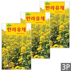 세인화분 한라 유채 30g - 꽃씨 꽃씨앗 씨 씨앗, 3개