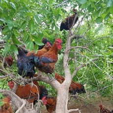 토종닭 장닭 2kg내외 닭백숙 한약재무료제공 오후4시마감 수요일휴무, 1개