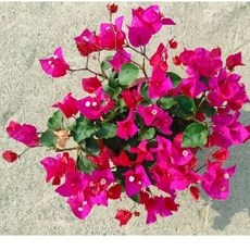 九重葛 三角梅 7吋盆栽, 1個