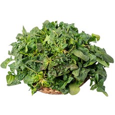 당일수확 프레시 산지직송 국산 시금치, 1kg, 1박스