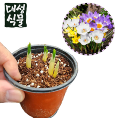크로커스 포트 구근 3개입 가을 추식구근 노지월동식물 키우기 대성식물, 03. 보라색, 3개