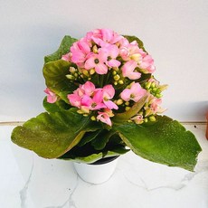 꽃이오래피고예쁜 노블 농장직송 산아래 다육이 생명력최고 키우기쉬운 공기정화 전자파차단 하월시아 다육식물 선인장, 럭셔리, 1개