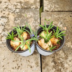 무스카리 (소품) 1+1 봄식물 구근식물 향기좋은