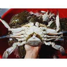 봄 꽃게철 서해 활 대 암꽃게 1kg 2~4미내외 프리미엄 대암게, 1개
