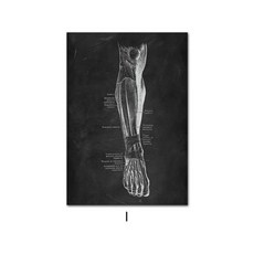 인간의 해부학 포스터, 40x50cm 프레임 없음, NQ321I
