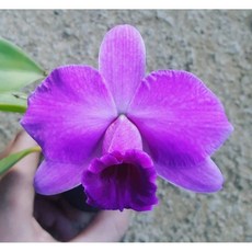 laelia praestans迷你型原種嘉德麗雅蘭/進口拆芽株/花圓整/散射光/板植適宜/1.7吋花大, 1個