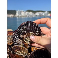 배달시키지마세요 구입후간편하게드세요 활 흑백가리비 1kg 음식은 즉석으로먹어야 정말맛있습니다, 1개
