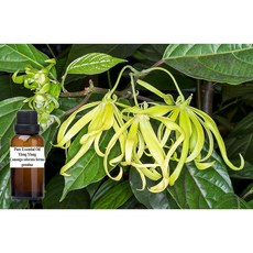依蘭純精油 Cananga odorata forma genuina, 1個, 30ml