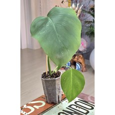 몬스테라알보 (입문용)