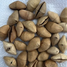 臺灣出貨 印尼果殻風鈴diy黑果材料包自製果殻音手工製作手搖鈴pangjii果殻 0OUT, Chacha夾竹桃果殼50個+送麻繩91, 1個