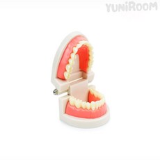 벨로룸 치아모형 치아모형양치교구