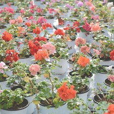 지못미 반값 제라늄, 10cm 일반제라늄