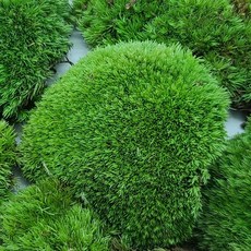 이끼식물 생 비단 빵 식물 이끼 분재 분경 석부작 넝쿨 덩쿨 79000EA 1EA, 본상품