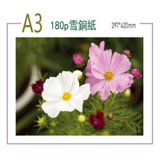 A3 180磅 雪銅紙 297*420mm, 1個