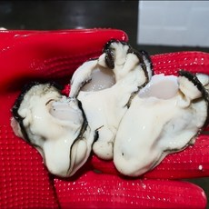 서민갑부 평화수산 통영 최상급 생굴, 생굴 1kg, 1개