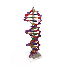 과학실험용 DNA구조 모형만들기 키트 중등 홈스쿨 고등 모델 방과후 디앤에이 학교, 1개