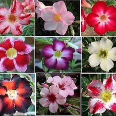 사막의 장미 아데니움 실내월동 다년생 3개묶음 석화 아열대식물 규격10cm화분묘 천지가야생화, 3개