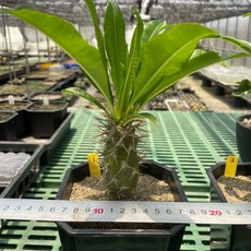 【G.L.魔仙園多肉植物】曼博棒棰樹Pachypodium menabeum, 1個, 01