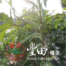 【野菜部屋~】K36 巨無霸秋葵種子 半磅 長型 秋葵 羊角秋葵, 1包