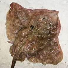 동해안 생물 냉동 반건조 가오리 날개 손질 찜용 회무침 1kg 초장, 1개, 1kg 냉동 횟감용