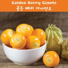 골든베리 자이언트 토마틸로 Golden Berry Gigante Tomatillo 희귀토마틸로 교육 체험용 세트, 1개