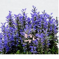 꽃심야생화 애기아주가 서양조개나물 노지월동다년초 모종 1~20포트 규격8cm포트묘, 1개