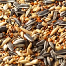 정보다모아샵 햄스터 다람쥐 기니피그 혼합사료 600g 햄스터사료