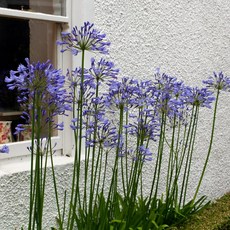[Qgarden] 아가판서스 숙근 블루트럼페터 유럽 직수입 뿌리 구근 특선, 1개