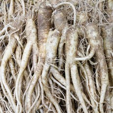 진생마트 국산 싱싱한 약도라지, 1개, 약도라지 소 1kg
