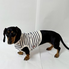 도기스타 닥스훈트옷 여름 강아지크롭티, 네이비크롭, 1개