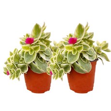 1+1 썬로즈 다육 꽃식물 평일특가, 1세트