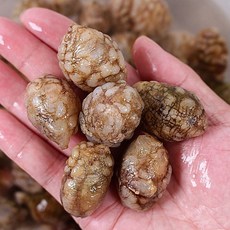 국내산 제철 생물 오만둥이 오만디, 1개, 3kg