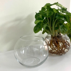 미니어항 테라리움용기 6cm 8cm 10cm 11cm 12cm 캔들어항용기 수경재배