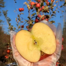 고당도 부사 사과 꿀사과 초특가, 1박스, 난좌포장 5kg