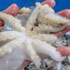 햇살 쭈꾸미, 1개, 국내산 급냉쭈꾸미 1kg