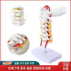 학모형 경추 척추 병원 인체 교육용 실습 정형외과 골반 요추 관절 포함 대퇴골 해부, 내추럴 대형 경추 모델 20x15x8cm, 1개, 기본 색상