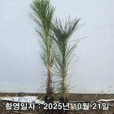 충주원예조경 / 소나무(적송) / 실생3년 / 연결 포트, 적송