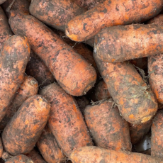 [산지초특가] 아삭하고 달콤한 국내산 구좌당근 당일발송, 1박스, 구좌당근 5kg(중)