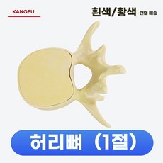 디스크 모형 허리 인체 해부학 교육, C. 요추