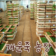 [아트플라워] 개운죽100cm (50%할인행사) 5개 보내드립니다 공기정화식물 수경재배