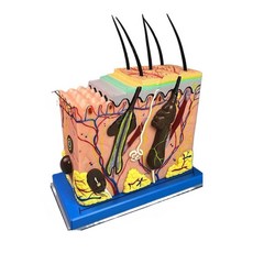 피부 모형 모낭 구조 병원 미용 입체 인체 단면 50배, 50배 확대