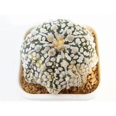 스타미라클투구금 실생 동일품-260225 코덱스 아프리카식물 멸종위기 희귀선인장