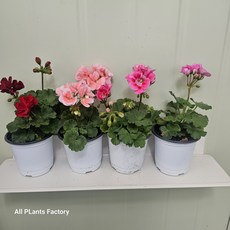 2개발송 묶음발송 페라고늄 제라늄 소품 허브 변리허브 공기정화 식물학박사, 1개