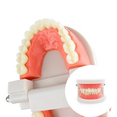 치아모형 치아모양