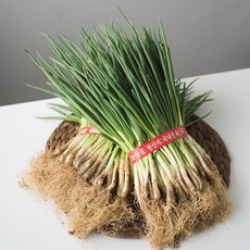 [한정특가] 국내산 흙쪽파 당일경매 신선배송, 1개, 1kg